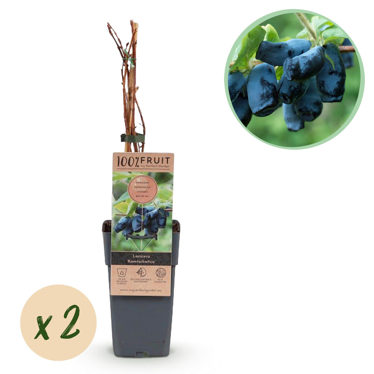 Green boutiQ - Fruitplant - Lonicera caerulea Kamchatika - Honingbes - Winterhard - Blauw Vrucht - 2 Planten - Pot 15cm - Hoogte 50cm