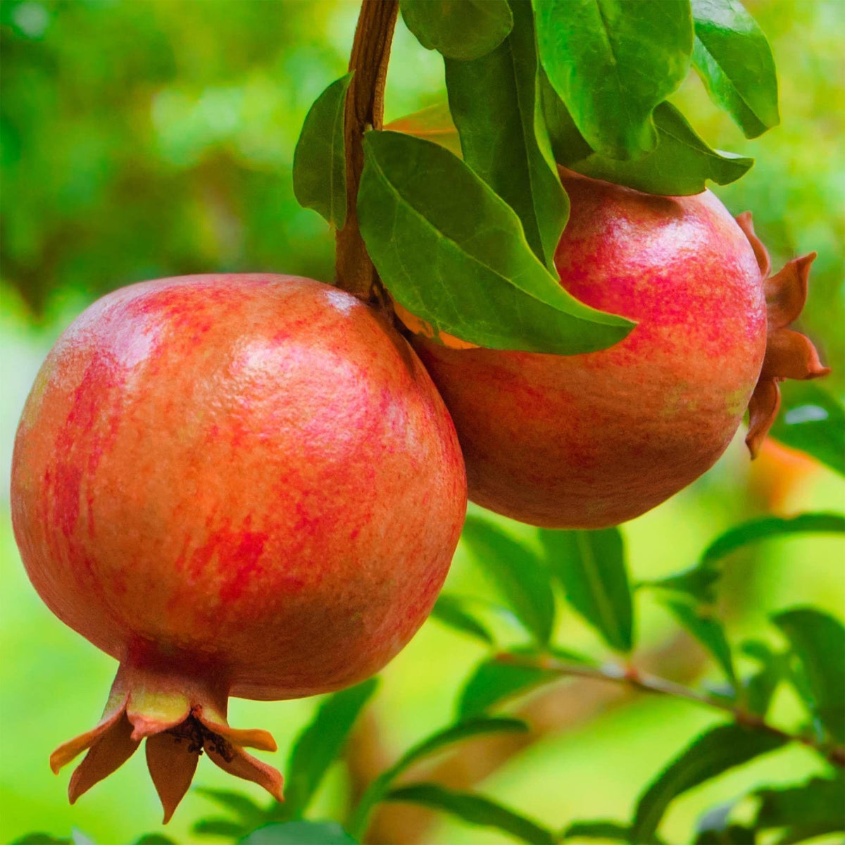 Green boutiQ - Obstpflanze - Punica granatum - Granatapfel - Winterhart - Rot-Orange Frucht - 2 Pflanzen - Topf 15cm - Höhe 50cm