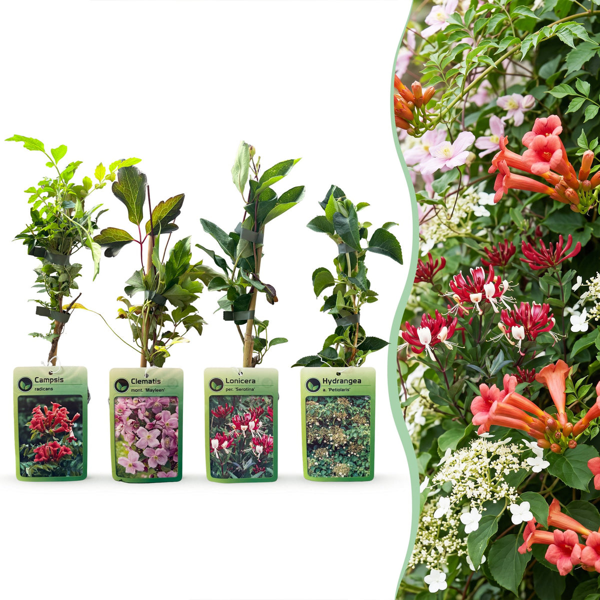 12x Klimplanten Rainbow Colourfull - Rainbow Colorful Climbing Plants - Light Pink - White - Purple - Climber - Ø9cm - ↕35cm