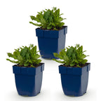 Green boutiQ - Plante vivace - Salvia nem. Schneehügel - Sauge - Attire les abeilles et les papillons - Blanc - 3 plantes - Pot 11 cm - Hauteur 15-25 cm