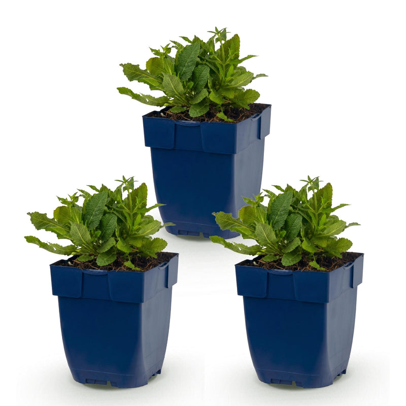 Green boutiQ - Vasteplant - Salvia nem. Schneehügel - Salie - Bijen en Vlinderlokkers - Wit - 3 Planten - Pot 11cm - Hoogte 15-25cm