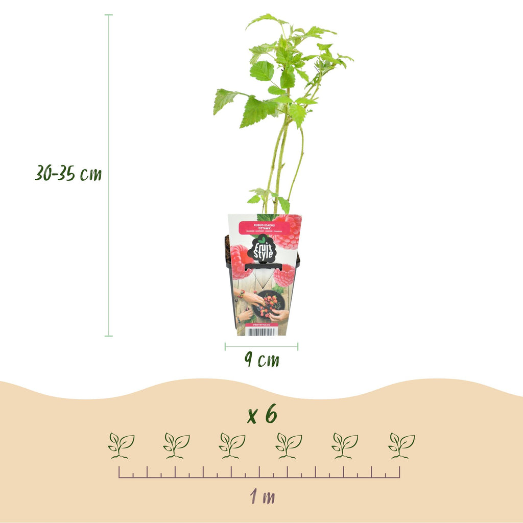 Green boutiQ - Plants fruitiers - Framboisier - Rubus idaeus Ottawa - Rustique - 6 plantes - Pot 9 cm - Framboise rouge