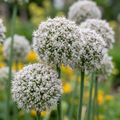 160x Allium Ping Pong - Ail ornemental Ping Pong - Blanc - Floraison estivale - Calibre 6/7