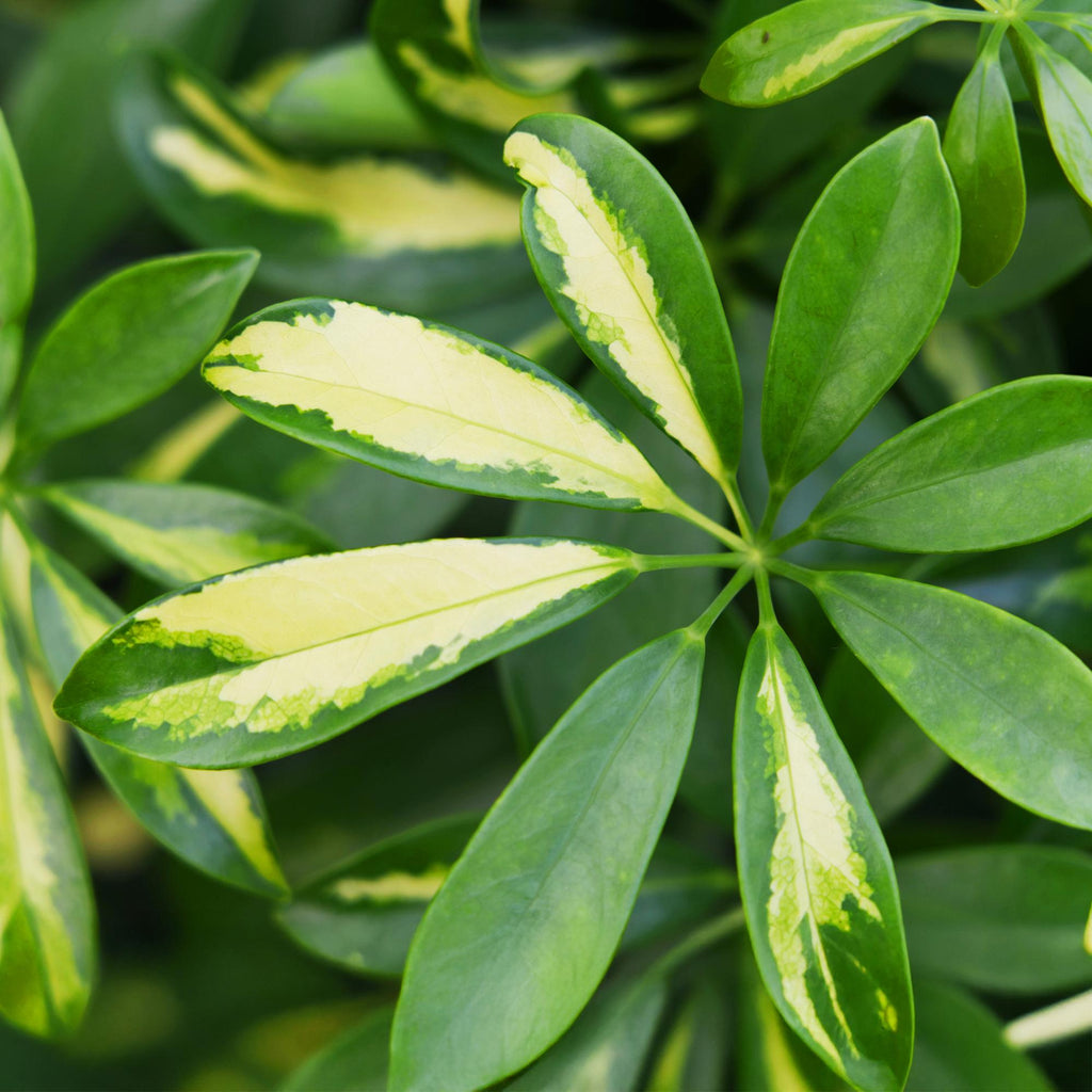 Green BoutiQ - Green is... Plantes d'intérieur - Schefflera Gold Capelle - Arbre ombrelle - Peu d'entretien - Vert - 1 Plante - Pot 21cm - Hauteur 70-81cm