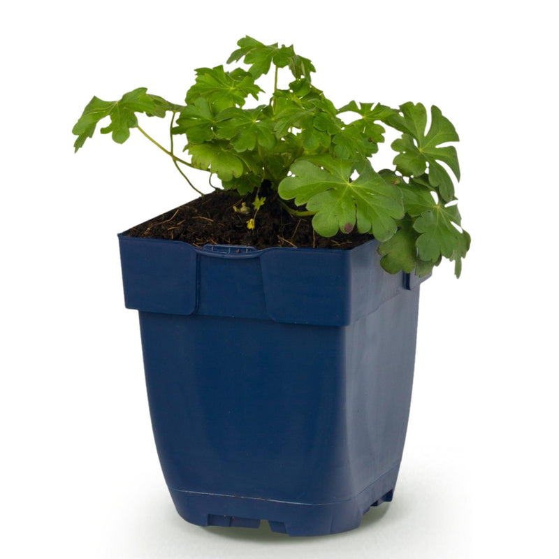 Green boutiQ - Vasteplant - Geranium macr. Czakor - Ooievaarsbek - Bodembedekkend - Paars-Roze - 1 Plant - Pot 11cm - Hoogte 15-25cm