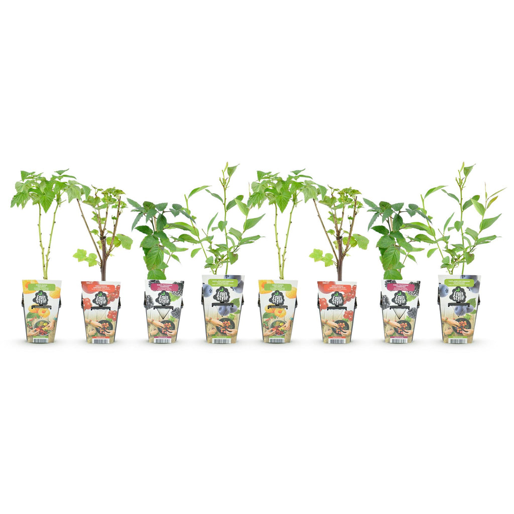 Green boutiQ - Plants fruitiers - Arc-en-ciel - Groseille rouge - Framboise jaune - Mûre noire - Myrtille - Rustique - 8 plantes - Pot 9cm