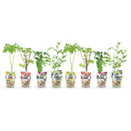 Green boutiQ - Plants fruitiers - Arc-en-ciel - Groseille rouge - Framboise jaune - Mûre noire - Myrtille - Rustique - 8 plantes - Pot 9cm