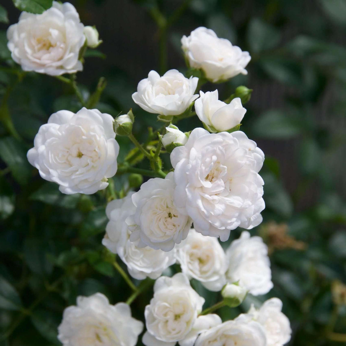 Green boutiQ - Rosier de jardin - Rosa White Fairy - Rosier - Rustique - Blanc - 3 plantes - Pot 12 cm - Hauteur 20-25 cm