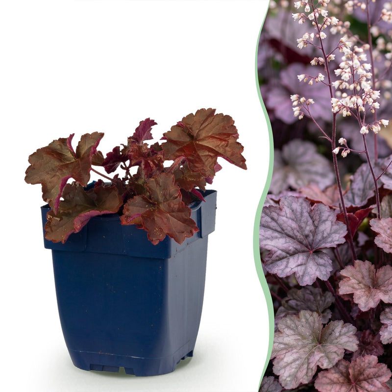 Green boutiQ - Vasteplant - Heuchera micr. Palace Purple - Purperklokje - Schaduw - Paars - 6 Planten - Pot 11cm - Hoogte 15-25cm