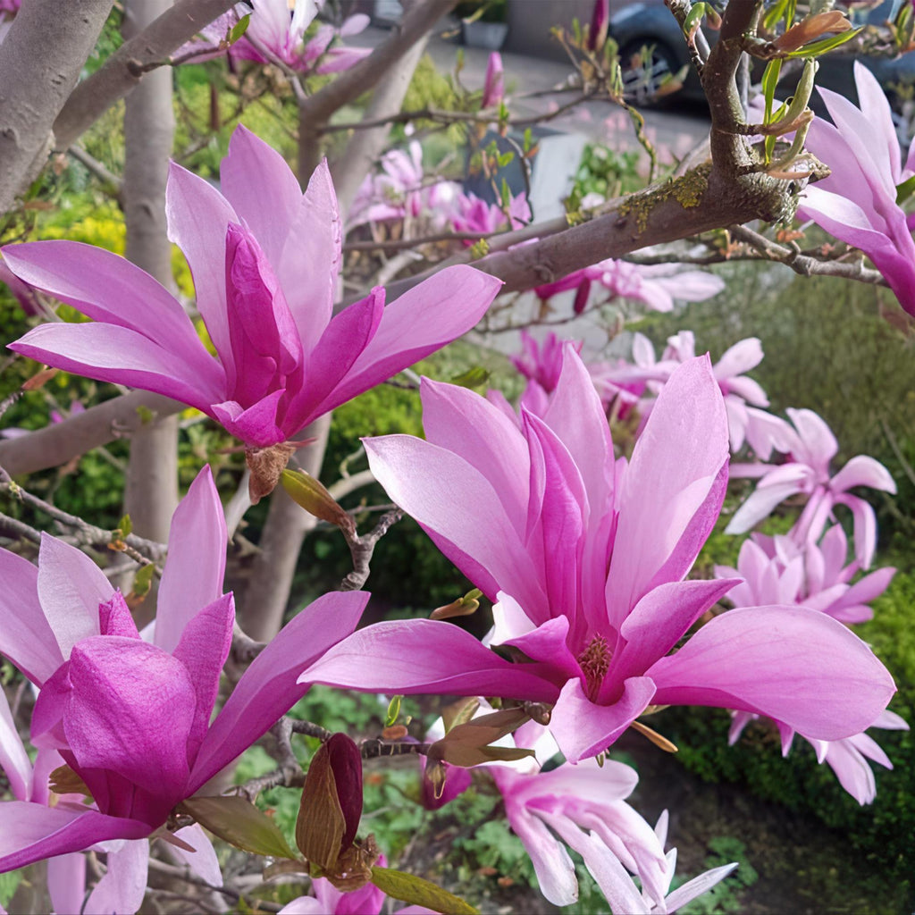 Green boutiQ - Plante sur tige - Magnolia Susan - Plante de terrasse - Caduc - Rustique - Fleur rose - Pot 19 cm Hauteur 90 cm