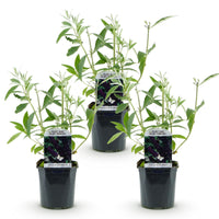 Green boutiQ - Tuinplant - Buddleja davidii Black Night - Vlinderstruik - Winterhard - Paars - 3 Planten - Pot 17cm - Hoogte 45cm