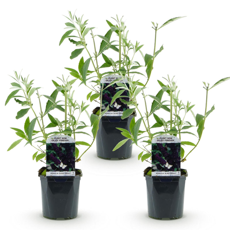 Green boutiQ - Tuinplant - Buddleja davidii Black Night - Vlinderstruik - Winterhard - Paars - 3 Planten - Pot 17cm - Hoogte 45cm