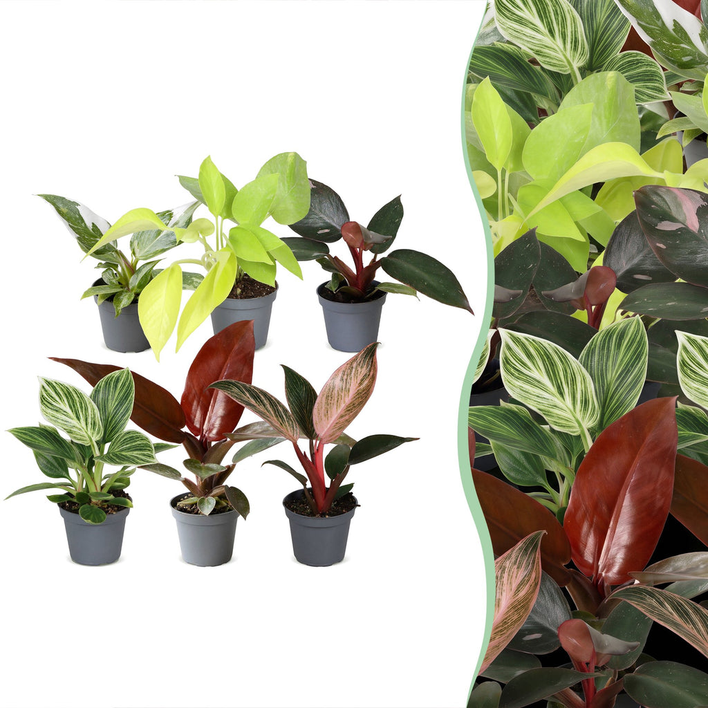 6x Baby Philodendron Family - White - Pink - Yellow - Green - Red - Tropical - Ø6cm - ↕10-15cm