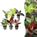 6x Baby Philodendron Family - White - Pink - Yellow - Green - Red - Tropical - Ø6cm - ↕10-15cm
