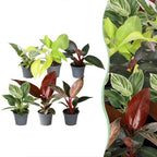 6x Baby Philodendron Family - White - Pink - Yellow - Green - Red - Tropical - Ø6cm - ↕10-15cm