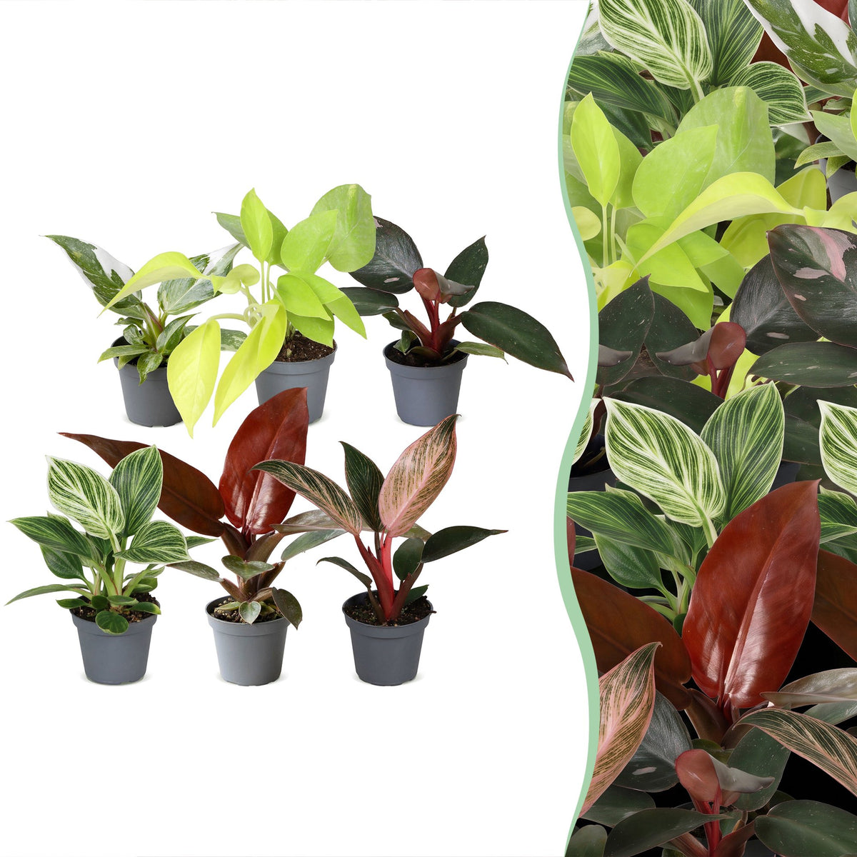 6x Baby Philodendron Family - White - Pink - Yellow - Green - Red - Tropical - Ø6cm - ↕10-15cm