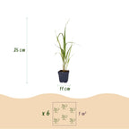 Green boutiQ - Gräser - Molinia arund. Karl Foerster - Pfeifengras - Mit Rispen - Grün - 12 Pflanzen - Topf 11cm - Höhe 15-25cm
