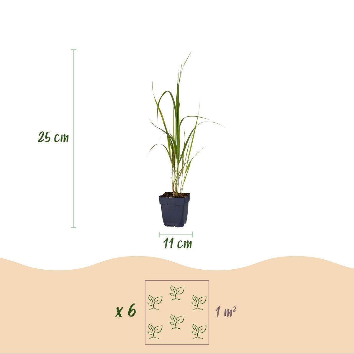 Green boutiQ - Gräser - Molinia arund. Karl Foerster - Pfeifengras - Mit Rispen - Grün - 12 Pflanzen - Topf 11cm - Höhe 15-25cm