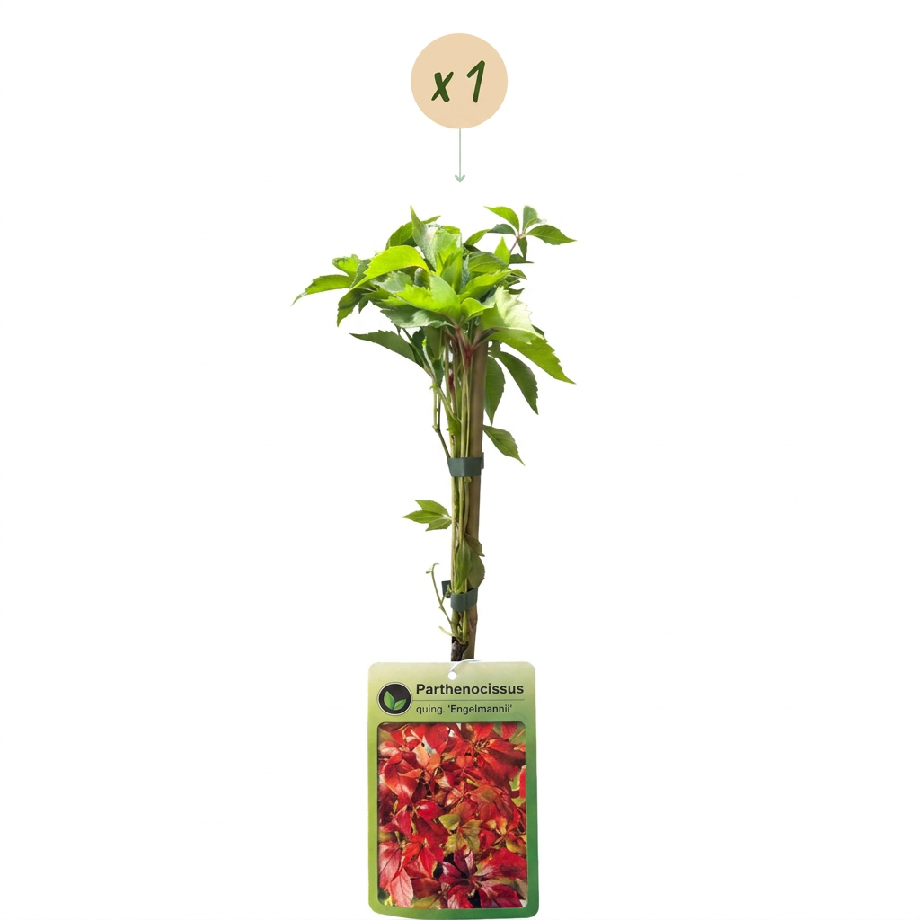 Parthenocissus quin. 'Engelmannii' - Engelmann ivy - Yellow - Green - Climber - Ø9cm - ↕35cm