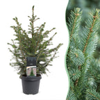 2x Picea omorika - Serbian Spruce - Green - Christmas tree - Ø23cm - ↕70cm