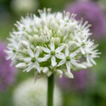 12x Allium Mount Everest - Ail d'ornement - Blanc - Floraison estivale - Calibre 16/18
