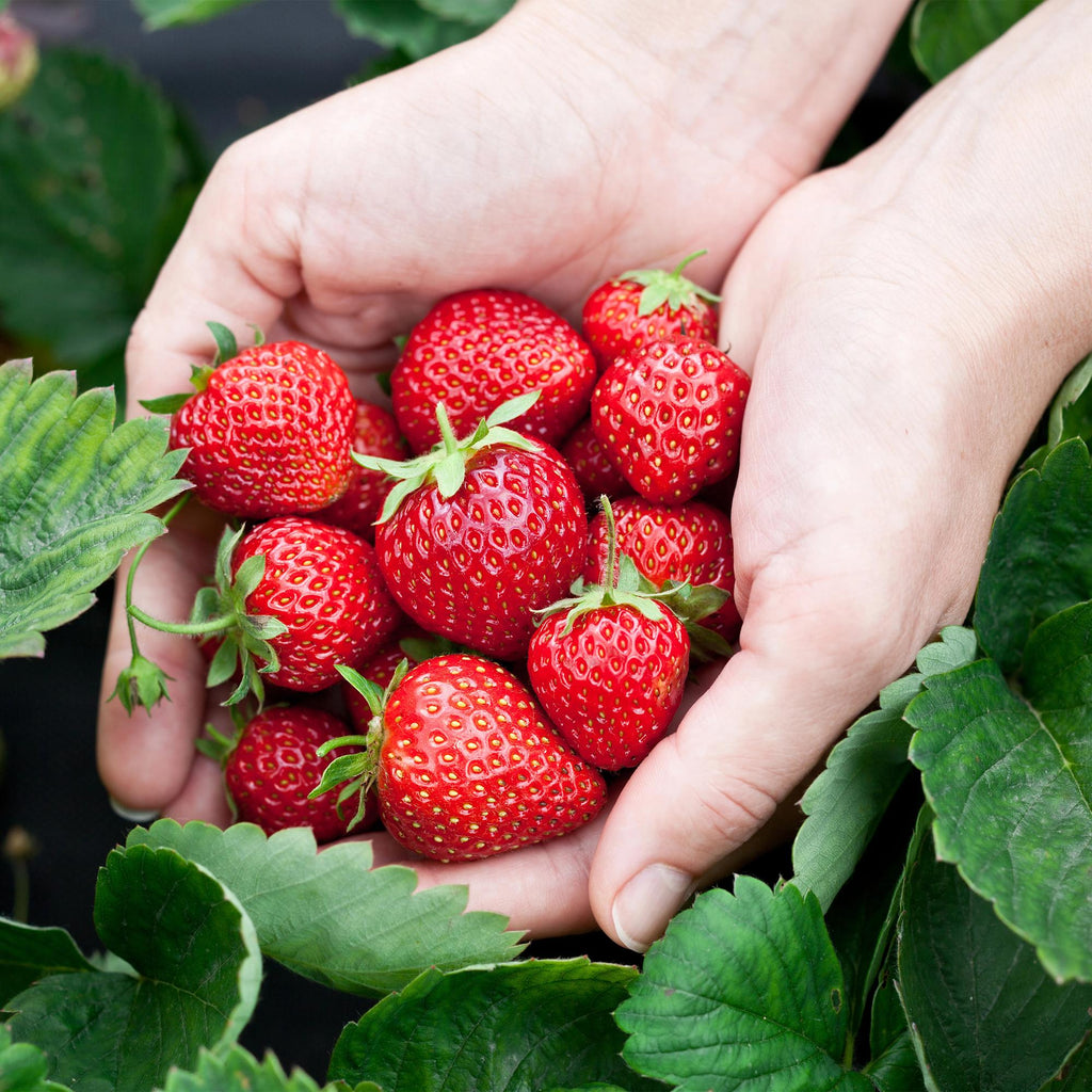 Green boutiQ - Plants fruitiers - Fraisier - Fragaria Elsanta - Rustique - 3 plantes - Pot 9 cm - Fraise rouge