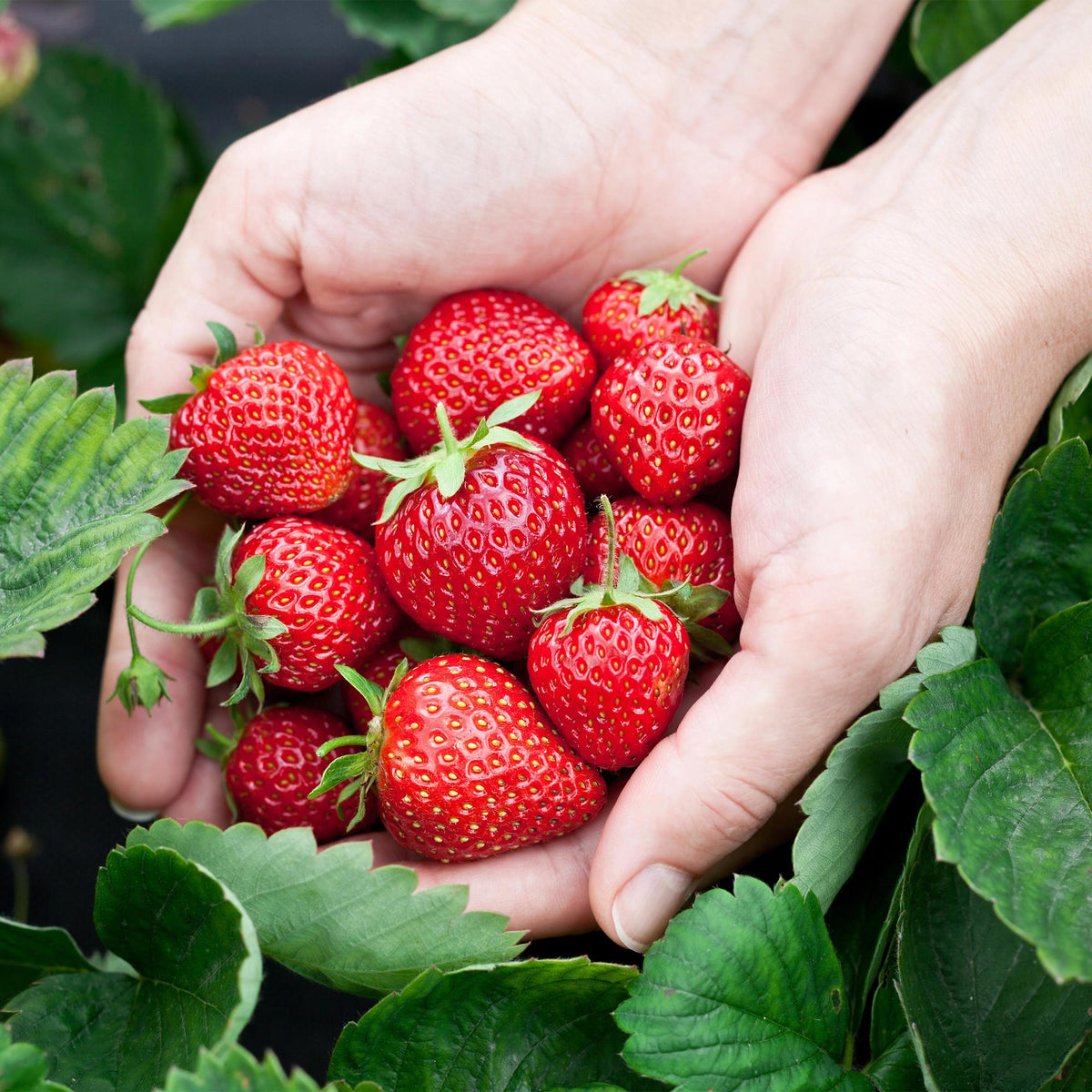 Green boutiQ - Plants fruitiers - Fraisier - Fragaria Elsanta - Rustique - 3 plantes - Pot 9 cm - Fraise rouge