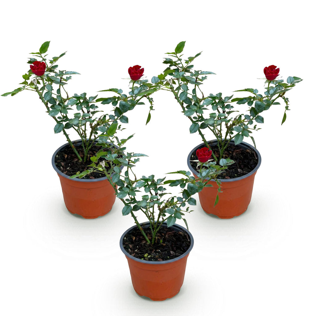 Green boutiQ - Rosier - Rosa Rote The Fairy - Rose - Rustique - Rouge - 3 Plantes - Pot 12cm - Hauteur 20-25cm
