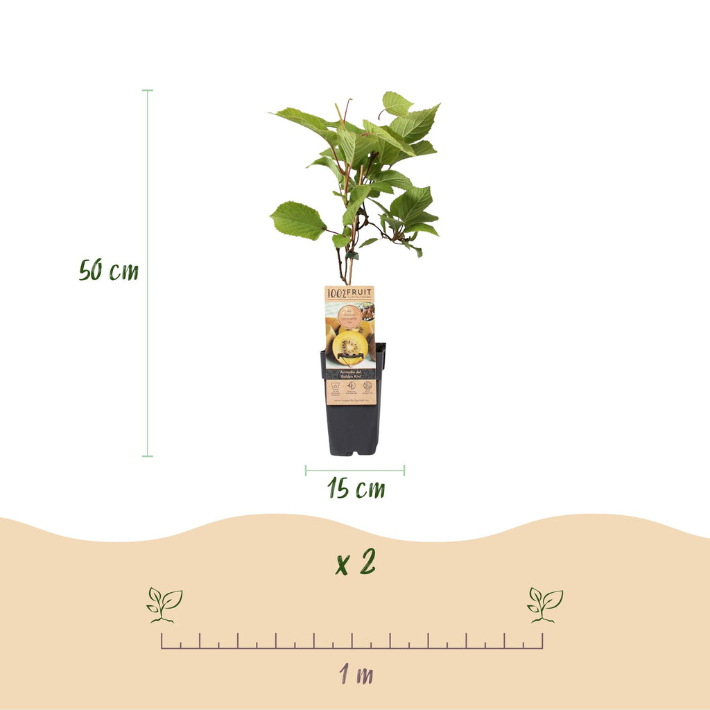 Green boutiQ - Plant fruitier - Actinidia Weiki & Kiwi doré - Pied de kiwi - 1 mâle - 1 femelle - Plantes - Jaune - Pot 15 cm - Hauteur 50 cm