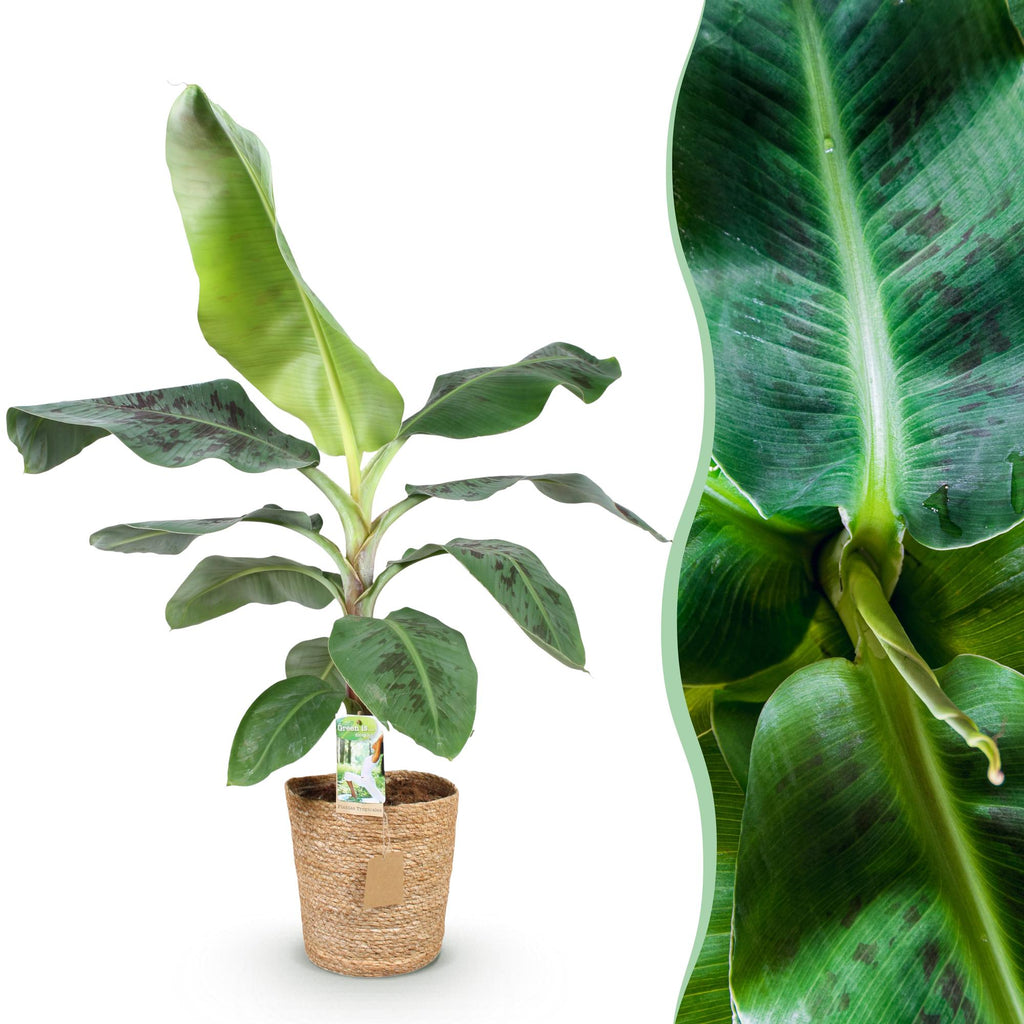 Green BoutiQ - Green is... Plantes d'intérieur - Musa acuminata Dwarf Cavendish - Bananier - Peu d'entretien - avec panier - Vert - 1 plante - Pot 21cm - Hauteur 70-75cm