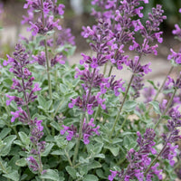 Green boutiQ - Perennial - Nepeta rac. Grog - Catnip - Bee and butterfly attractors - Blue - 6 Plants - Pot 11cm - Height 15-25cm