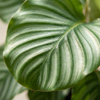 Green boutiQ - Plante d'intérieur - Calathea Orbifolia - Vert - Entretien facile - 1 plante - avec panier - Pot 21cm - Hauteur 60 - 70cm