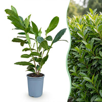 Green boutiQ - 40x Prunus laur. Caucasica - Laurierkers - Haagplanten - Groenblijvend - Groen - Pot 9cm - Hoogte 25-35cm