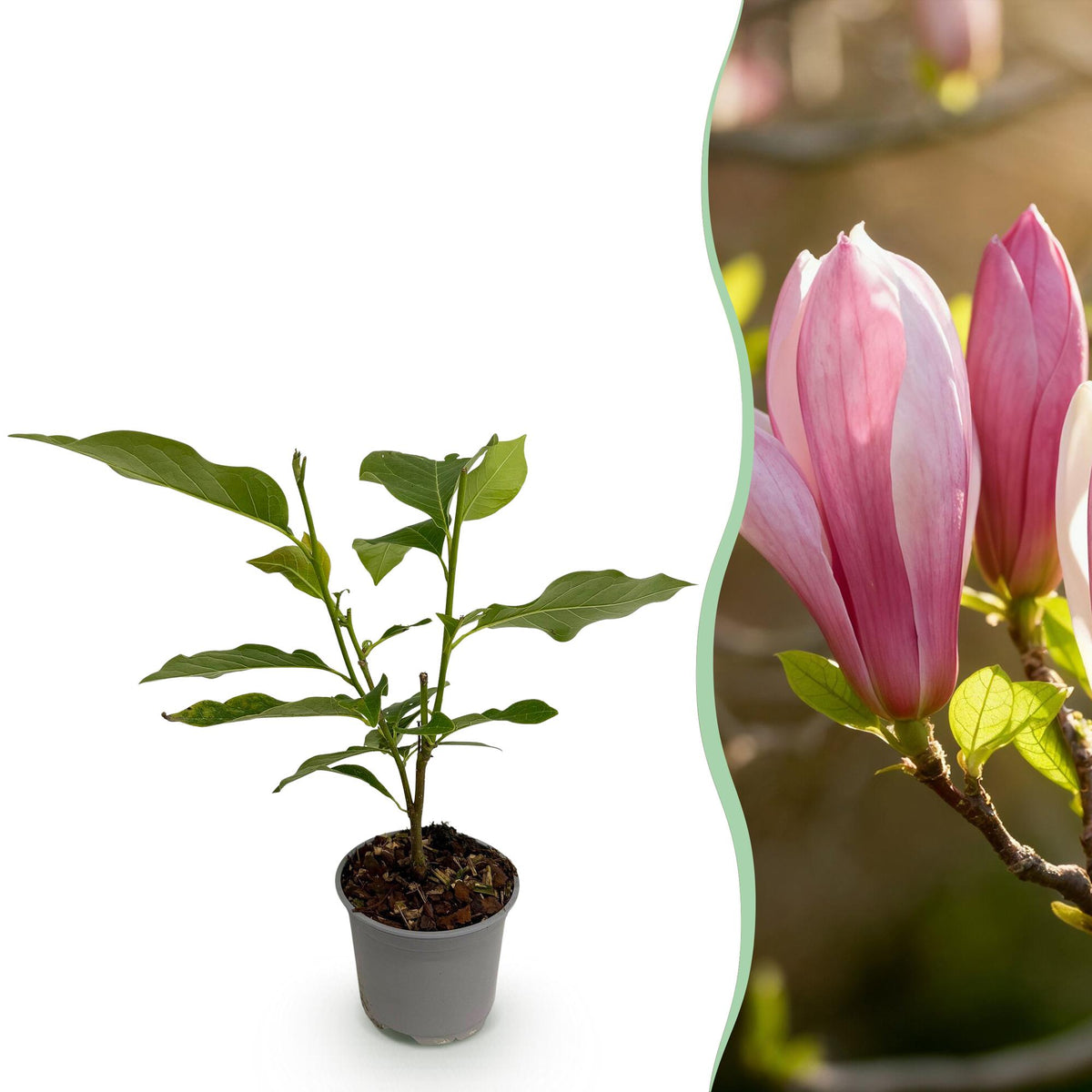 Green boutiQ - Plante de jardin - Magnolia Ricki - Fleur rouge - 1 plante - Caduc - Peu d'entretien - Pot 12 cm Hauteur 30 cm