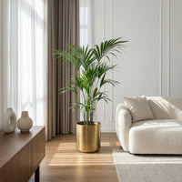Green boutiQ - Kamerplant - Howea Forsteriana - Kentia Palm - Weinig Onderhoud - Groen - 1 plant - Pot 24cm - Hoogte 140-150cm