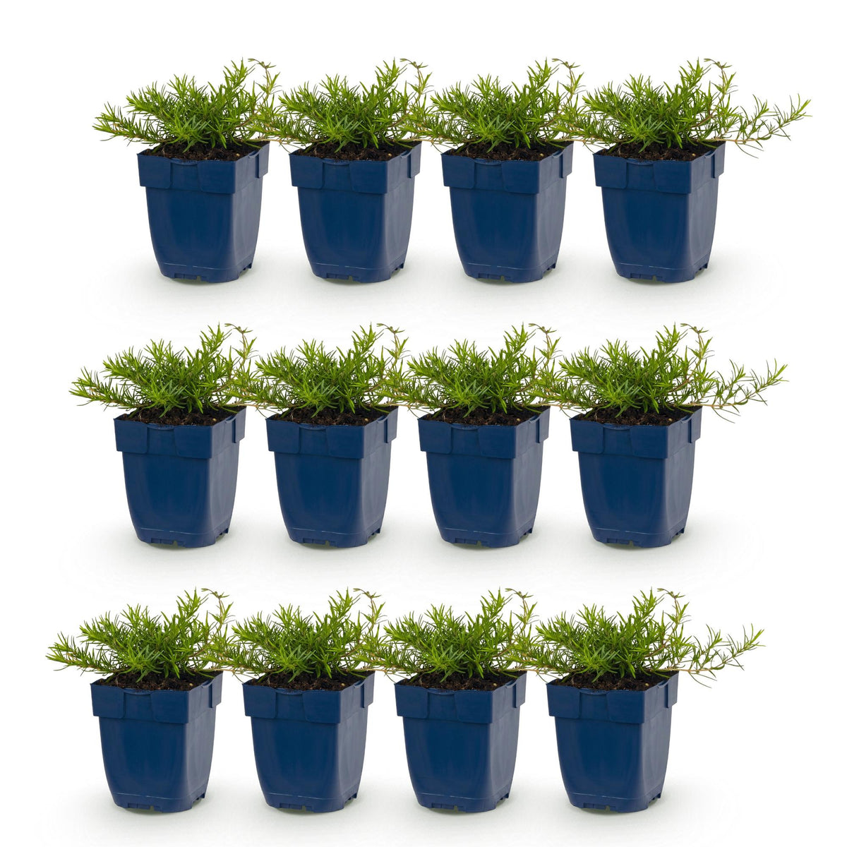Green boutiQ - Stauden - Phlox Tricolour - Flammenblume - Bodendeckend - Violett - Rosa - Weiß - 12 Pflanzen - Topf 11cm - Höhe 15-25cm