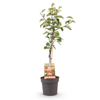 Green boutiQ - Fruitboom - Malus domestica Elstar - Appelboom - Winterhard - Rood-Groene Appel - 1 Plant - Pot 21cm - Hoogte 90cm