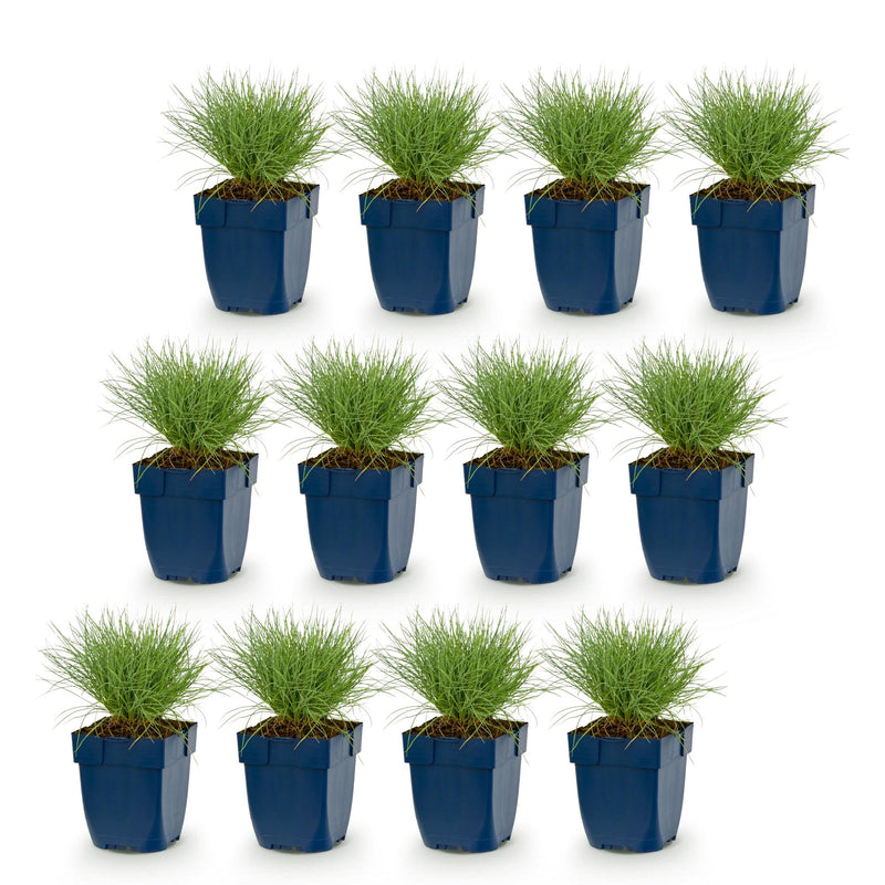 Green boutiQ - Vasteplant - Festuca glauca - Blauwgras - Groenblijvend - Blauw - 12 Planten - Pot 11cm - Hoogte 15-25cm