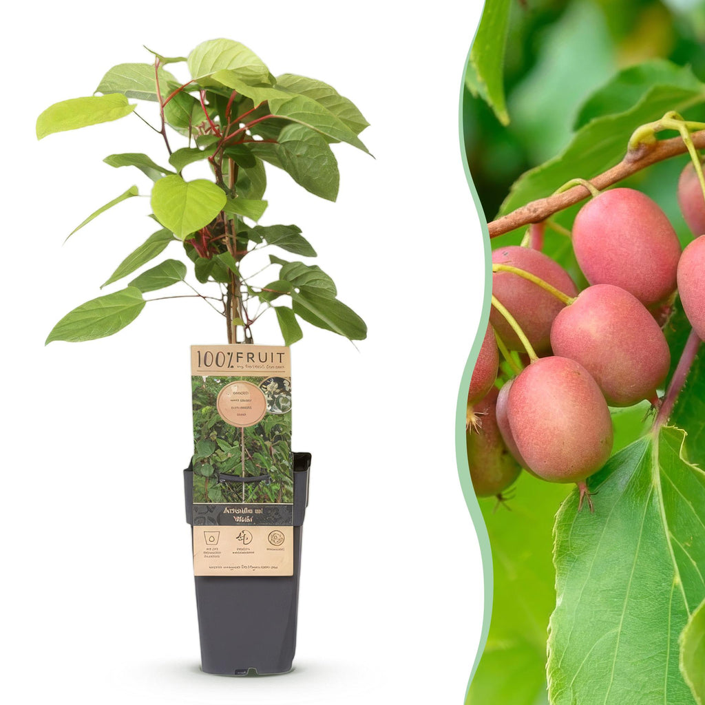 Green boutiQ - Actinidia arguta Weiki - Actinidier - Mâle - Fruits rouges et violets - 1 plante - Pot 15cm - Hauteur 50cm