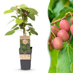 Green boutiQ - Actinidia arguta Weiki - Actinidier - Mâle - Fruits rouges et violets - 1 plante - Pot 15cm - Hauteur 50cm