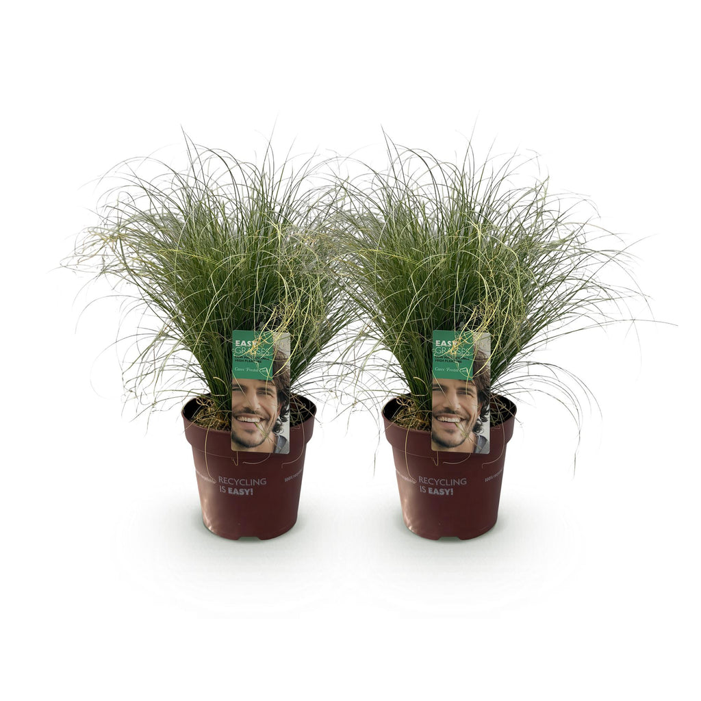 Green boutiQ - Ziergräser - Carex comans Frosted Curls - Grün - 2 Pflanzen - Immergrün - Pflegeleicht - Topf 17cm Höhe 50cm