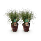 Green boutiQ - Ziergräser - Carex comans Frosted Curls - Grün - 2 Pflanzen - Immergrün - Pflegeleicht - Topf 17cm Höhe 50cm