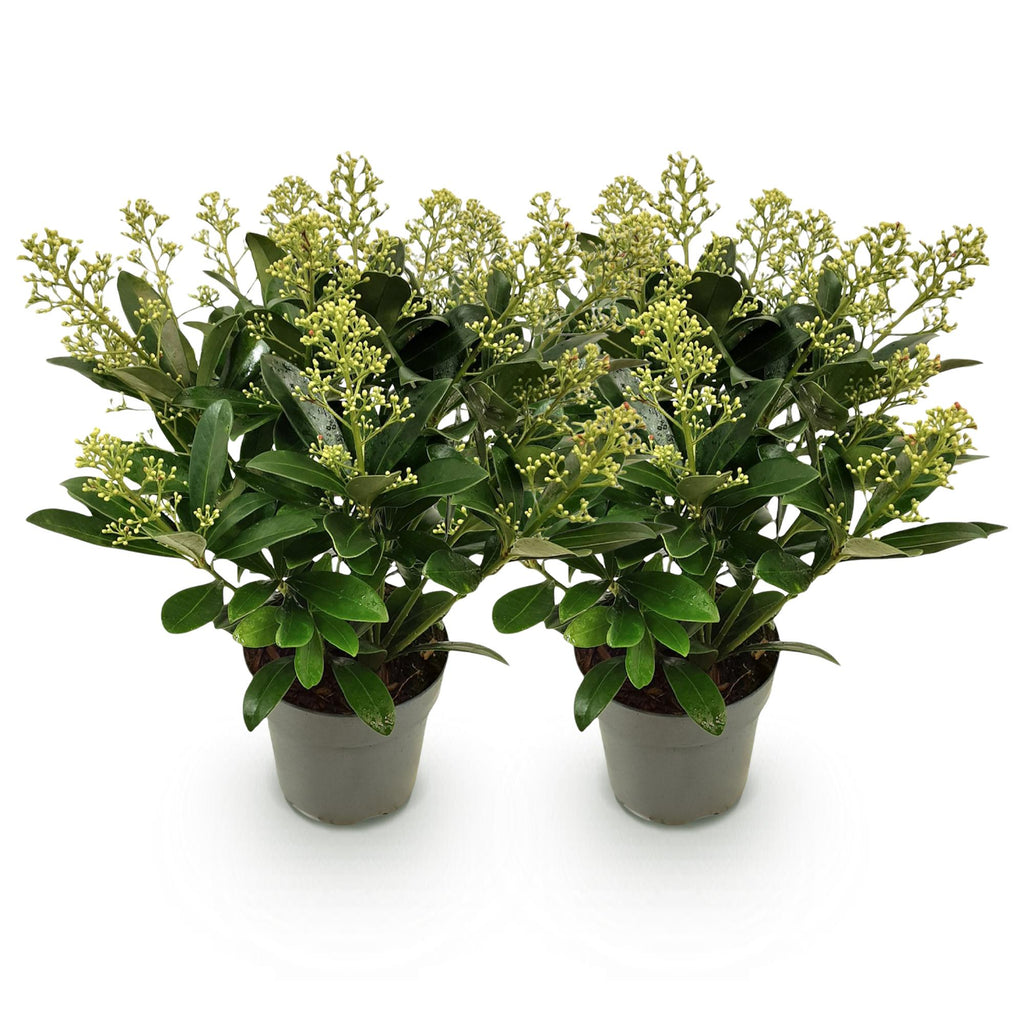 Green boutiQ - Plante de terrasse - Skimmia japonica Finchy - Fleur blanche - Plus de 15 fleurs - 2 plantes - Rustique - Pot 15cm Hauteur 30cm