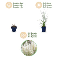 Green boutiQ - Grassen - Cortaderia sell. Pumila - Dwergpampasgras - Met Pluim - Grijs - 12 Planten - Pot 11cm - Hoogte 15-25cm