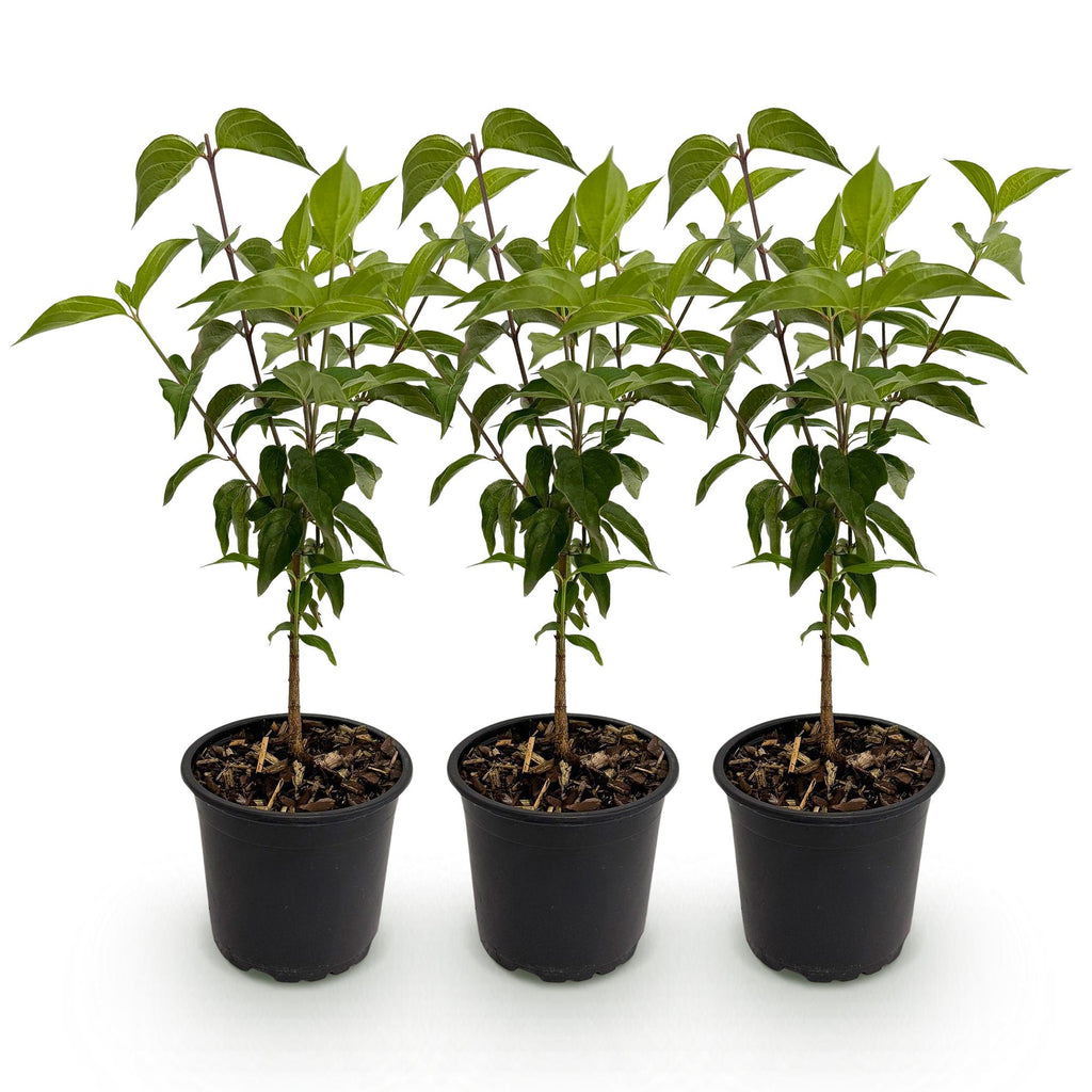 Green boutiQ - Tuinplant - Cornus kousa chinensis - Bloem Wit - 3 Planten - Bladverliezend - Weinig Onderhoud - Pot 12cm Hoogte 35cm