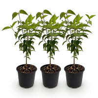 Green boutiQ - Tuinplant - Cornus kousa chinensis - Bloem Wit - 3 Planten - Bladverliezend - Weinig Onderhoud - Pot 12cm Hoogte 35cm