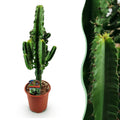 Green boutiQ - Plante d'intérieur - Euphorbia eritrea - Euphorbe d'Érythrée - Peu d'entretien - Vert - 1 - Pot 17cm - Hauteur 60cm