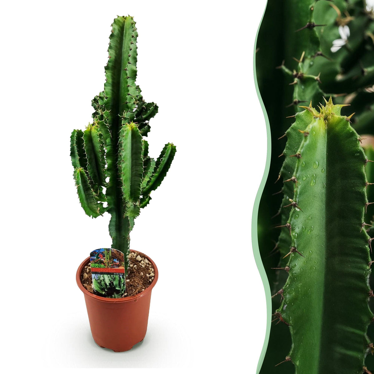 Green boutiQ - Plante d'intérieur - Euphorbia eritrea - Euphorbe d'Érythrée - Peu d'entretien - Vert - 1 - Pot 17cm - Hauteur 60cm