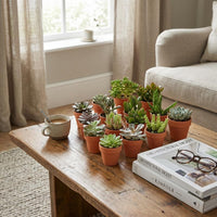 Mini Succulenten Mix - 15 Stuks - Ø 8,1 cm - Hoogte: 5-10 cm - Terracotta Potten