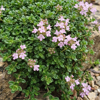 Green boutiQ - Perennial - Thymus praecox Minor - Creeping Thyme - Fragrant - Pink - 1 Plant - Pot 11cm - Height 15-25cm